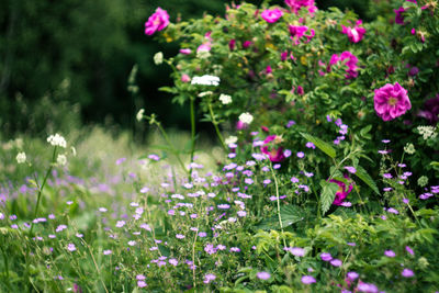 Close-up of pink cosmos flowers blooming outdoors