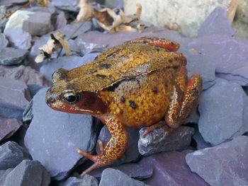 High angle view of frog on rock