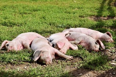 Pigs sleeping on grassy field