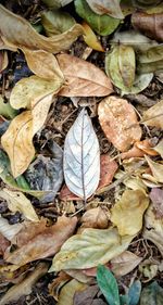 High angle view of dry leaves on land