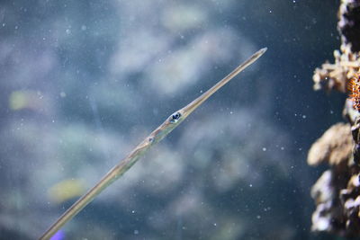 Close-up of snow on plant
