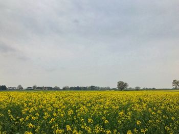 Scenic view of oilseed rape field against sky