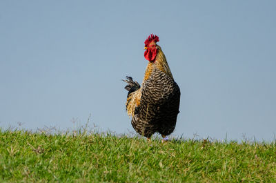 Rooster on a green grass with blue sky in background