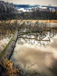 Scenic view of lake in forest against sky