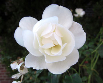 Close-up of white rose blooming outdoors