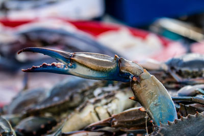 Close-up of fish