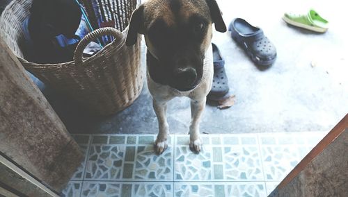 High angle portrait of dog standing at doorway