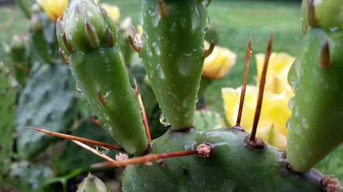 Close-up of prickly pear cactus