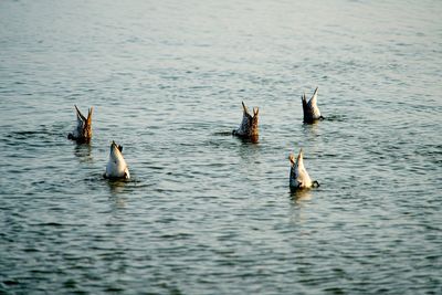 Ducks swimming in lake