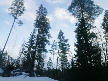 Trees on snow covered landscape