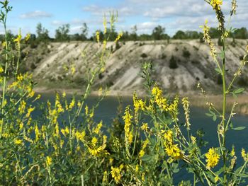 Yellow flowers growing in field