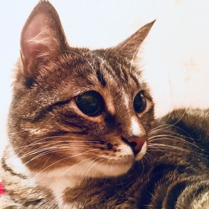 Close-up of a cat looking away