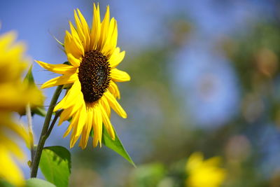Close-up of sunflower