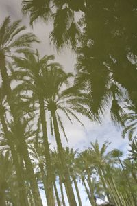 Low angle view of palm trees against sky