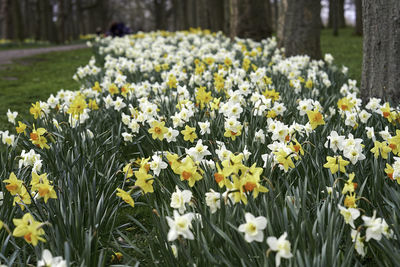 Close-up of fresh white flowers in field