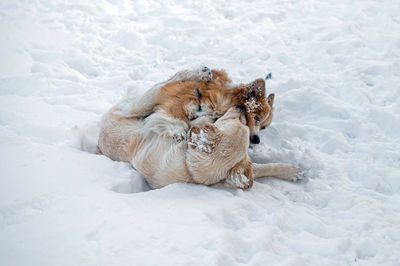 Golden retriever and welsh corgi play in the white snow on a cold winter day