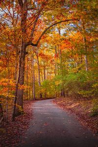 Road amidst trees in forest during autumn