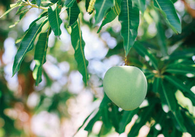 Close-up of fruits growing on tree
