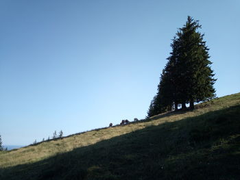 Low angle view of trees on field against clear blue sky