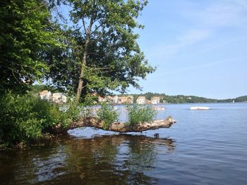 Scenic view of river with trees in background