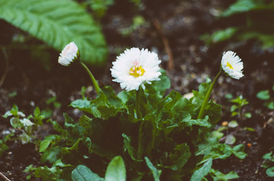 Close-up of white daisy blooming outdoors