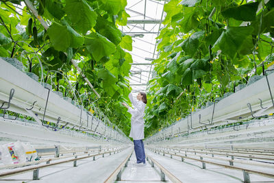 Young professional female farmer using tablet, controlling cultivation system in greenhouse.