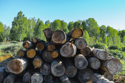 Stack of logs on field in forest