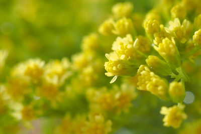 Close-up of yellow flowering plant