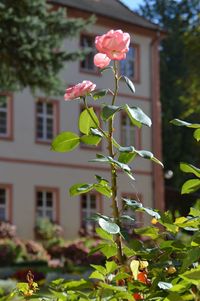 Close-up of flowering plant against building