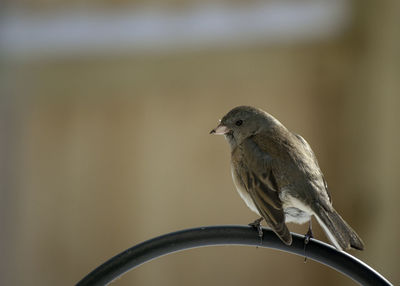 Close-up of bird perching on a branch