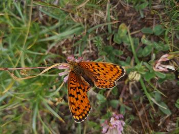 Close-up of butterfly pollinating flower
