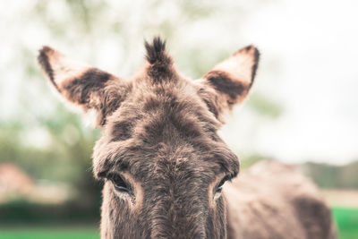 Close-up portrait of a donkey