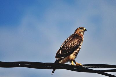 Low angle view of eagle perching on the sky