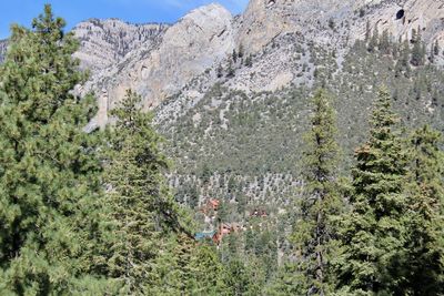 Plants and trees growing on mountain