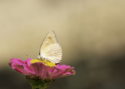 Close-up of butterfly pollinating flower