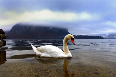 Swan swimming in lake against sky