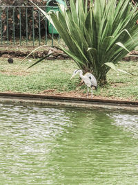 View of bird in lake