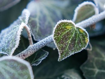 Close-up of frozen leaves