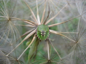 Close-up of caterpillar on plant