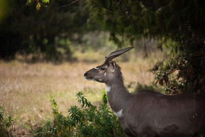 View of deer on land