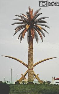 palm tree