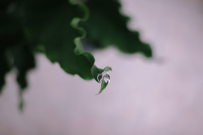 Close-up of water drop on leaf