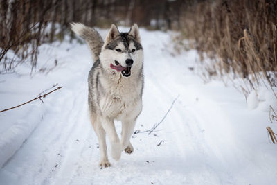 Dog on snow covered land