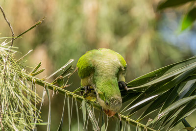 Green parrot. monk parakeet. myiopsitta monachus. quaker parrot 