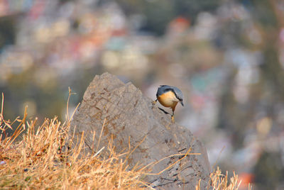 Close-up of bird perching on rock