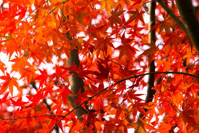 Close-up of maple leaves on tree during autumn