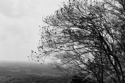 Low angle view of bare tree against sky