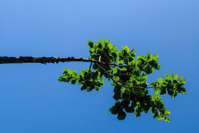 Low angle view of tree against clear blue sky