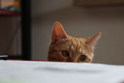 Close-up portrait of a cat at home