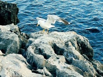 Seagull perching on rock in lake